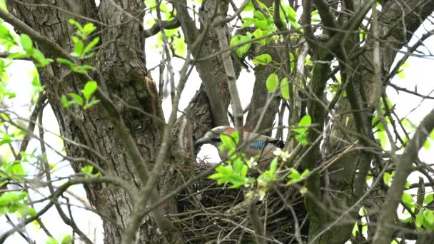 Eichelhäher Kommt Ins Nest Und Legt Sich Auf Eier Garrulus — Stockvideo