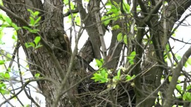 Avrasyalı Jay yuvadan çıkar (Garrulus glandarius)