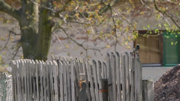 Sébaste Noir Sur Une Clôture Près Nid Mâle Phoenicurus Ochruros — Video