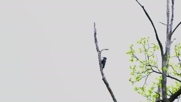 Black Woodpecker Tree Forest Dryocopus Martius — Stock Video