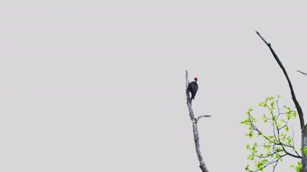 Черный Дятел Дереве Лесу Dryocopus Martius — стоковое видео