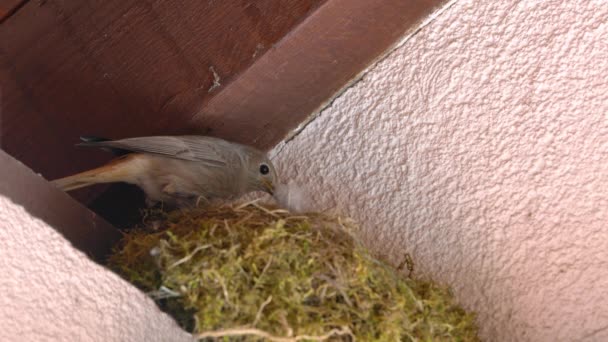 Чёрные Родители Redstart Кормят Птенцов Гнезде Phoenicurus Ochruros — стоковое видео