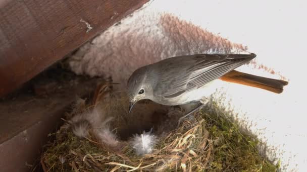 Preto Redstart Fêmea Alimentando Filhotes Bebê Ninho Phoenicurus Ochruros — Vídeo de Stock