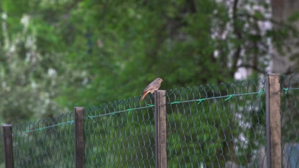 Μαύρο Redstart Φράχτη Κοντά Στη Φωλιά Θηλυκό Phoenicurus Ochroros — Αρχείο Βίντεο
