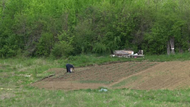 女性は野菜の周りに地面を掘る — ストック動画