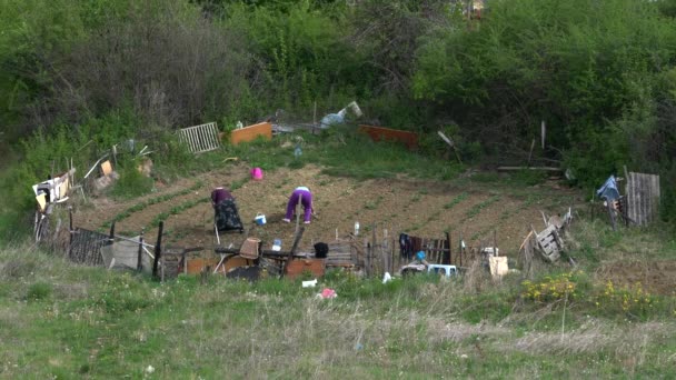 Δύο Γυναίκες Σκάβουν Έδαφος Γύρω Από Λαχανικά — Αρχείο Βίντεο