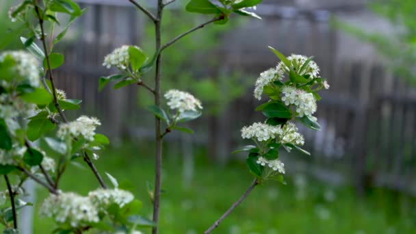 Квітучі Дерева Аронії Весною Меланокарпа — стокове відео