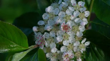 Baharda çiçek açan Aronia ağacı (Melanocarpa)