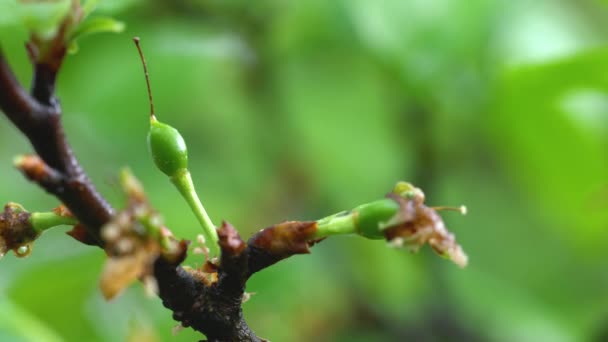 Ciruela Blanca Orgánica Inmadura Rama Ciruela Verde — Vídeos de Stock