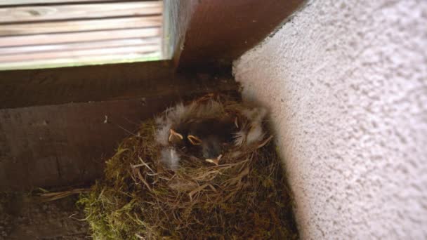 家の屋根の下の赤ちゃんの雛で黒の再スタートの巣 Phoenix Icurus Ochruros — ストック動画