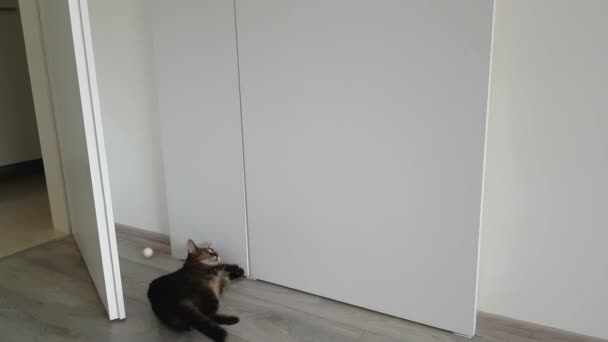 Cat Tries Open Sliding Door Kitchen — Stock Video