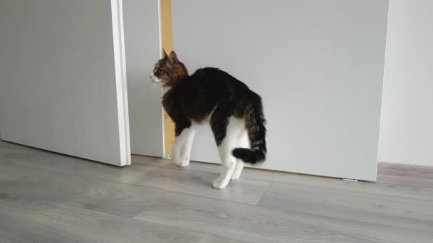 Cat Ouvre Une Porte Coulissante Entre Dans Cuisine — Video