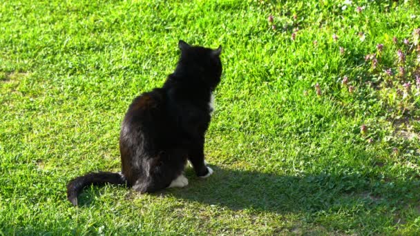 Cat Sits Grass Carefully Observes Surrounding — Stock Video