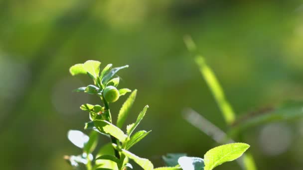 未成熟的野生蓝莓在日光下微微摇曳 — 图库视频影像