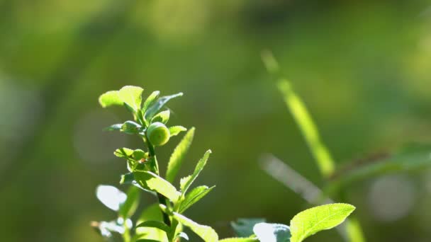 Άουρα Άγρια Blueberry Τρεμοπαίζει Ελαφρά Στο Φως Της Ημέρας — Αρχείο Βίντεο