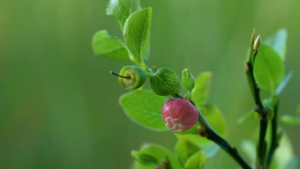 Unmadpe Wild Blueberry Cintilar Ligeiramente Luz Dia Começando Amadurecer — Vídeo de Stock