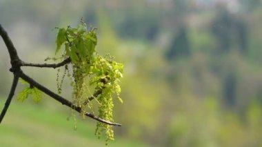 Bahar Çiçeği Oak Quercus Robur