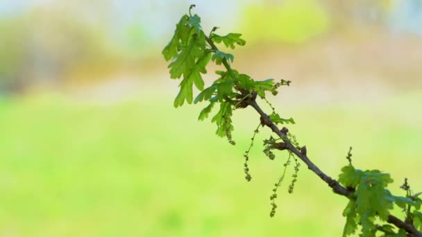 Voorjaarsbloeiende Eik Quercus Robur — Stockvideo