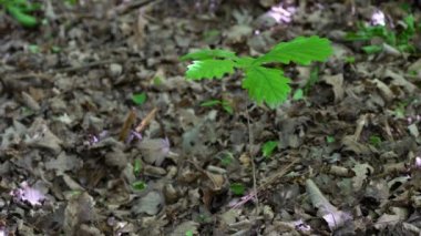 Genç bir Oak Quercus Robur yetiştirmek