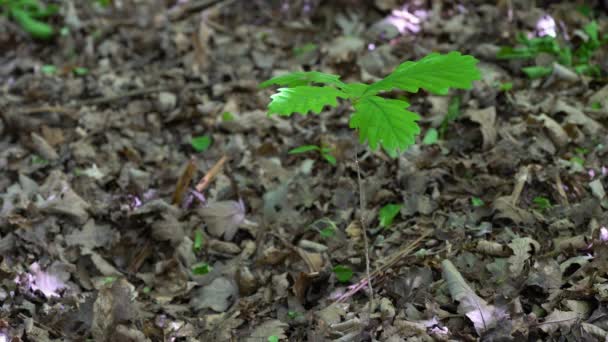 Growing Young Oak Quercus Robur — Stock Video