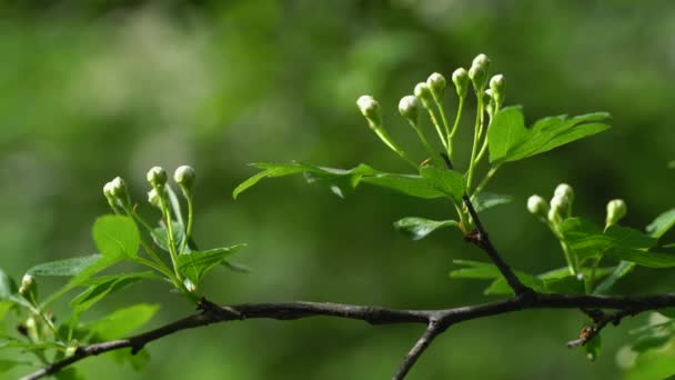 Początek Kwitnącego Głogu Gałęzi Crataegus — Wideo stockowe