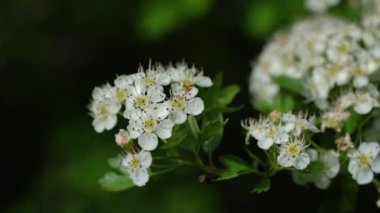 İlkbaharda çiçek açan Hawthorn ağacı (Crataegus)
