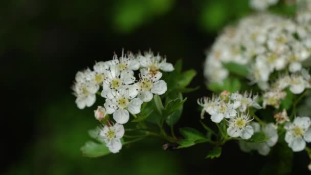 Bloeiende Meidoornboom Het Voorjaar Crataegus — Stockvideo