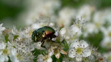 Hawthorn çiçeği (Cetonia aurata) üzerindeki Yeşil Gül Aşındırıcısı)
