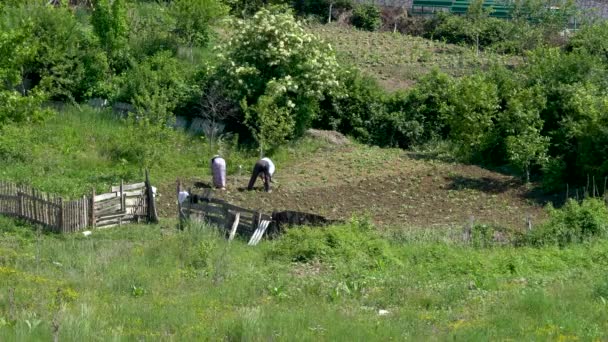 Mujer Hombre Cavan Tierra Alrededor Verduras — Vídeo de stock