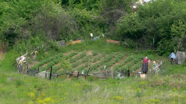 Женщина Весной Поливает Огород Овощами — стоковое видео