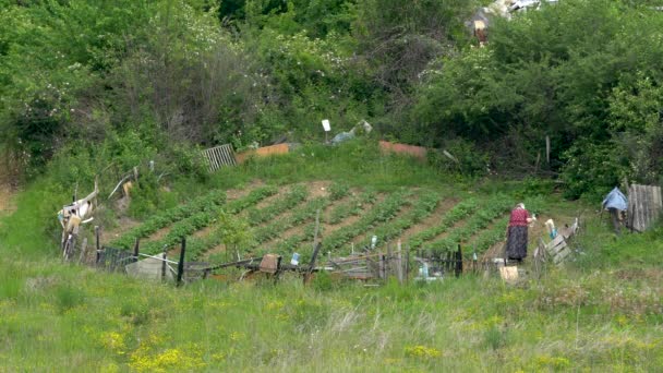 Mulher Águas Jardim Legumes Primavera — Vídeo de Stock