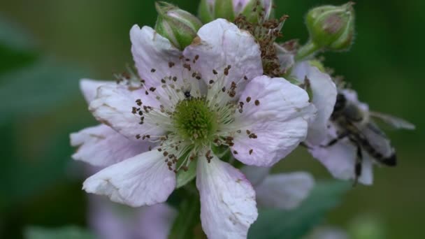 Bee Blackberry Blossom Spring — Stok Video