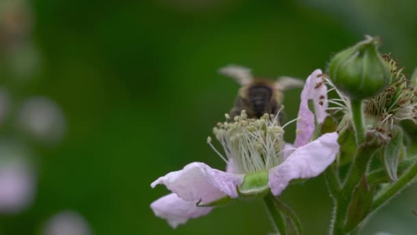 Bee Blackberry Blossom Spring — Stock Video