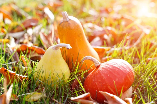 Trois citrouilles décoratives se trouvent parmi le feuillage tombé sur l'herbe dans le jardin d'automne. Temps de récolte . — Photo