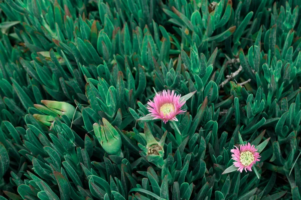 Сукулентна прибережна рослина Carpobrotus rossey або carcalla росте на прибережних дюнах. Зелений фон з двома маленькими рожевими квітами. Тонований — стокове фото