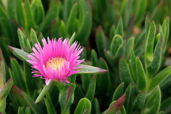 Sukkulente Küstenpflanze carpobrotus rossii oder carcalla, die auf Küstendünen wächst. rosa blühende Blume auf grünem Hintergrund Nahaufnahme — Stockfoto