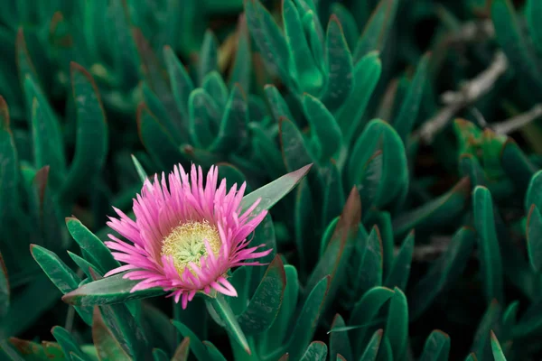 Sukkulente Küstenpflanze carpobrotus rossii oder carcalla, die auf Küstendünen wächst. rosa blühende Blume auf grünem Hintergrund in Nahaufnahme. getönt — Stockfoto