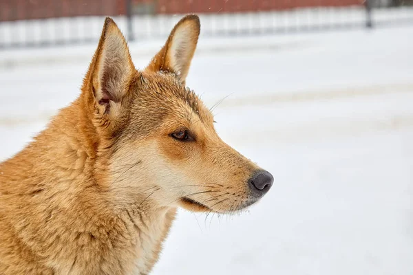 Retrato de cerca de un perro mestizo de perfil sobre un fondo blanco de nieve. Un triste perro vagabundo deambula por las nevadas en un día de invierno —  Fotos de Stock