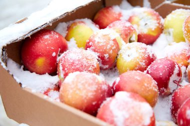 Karda elmalar. Kar yağışı sırasında karla kaplı parlak sulu meyve. Aniden kış geldi. Beyaz Noel illüstrasyonu.