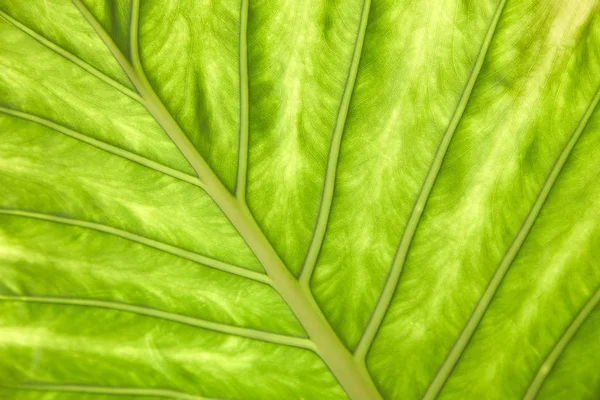 Большой зеленый лист тропического растения крупным планом. Естественная текстура. Макро — стоковое фото