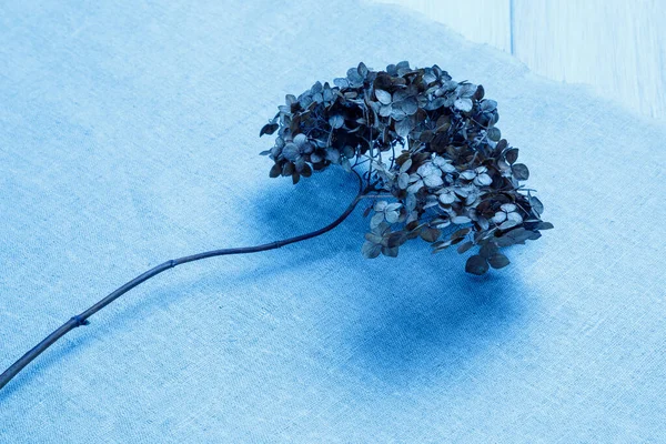 Dry branch of hydrangea on a rough linen fabric. Blue tinted. Minimalistic design in trend colors. — Stock Photo, Image