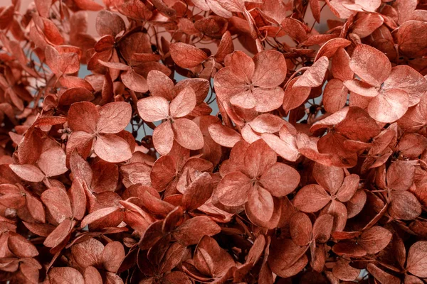 Hortensia seca fondo floral primer plano para ilustrar poesía, abstracciones, asociaciones.Tintado . —  Fotos de Stock