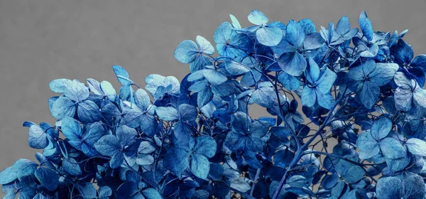 Сухі квіти гортензії крупним планом на сіро-блакитному тлі для ілюстрації поезії, абстракцій, асоціацій. Тонування. Макро — стокове фото