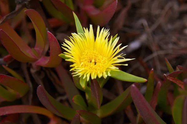 Gelbe, blühende Blüten carpobrotus edulis carpobrotus acinaciformis in rotbraunem, sukkulentem Laub wächst an den Küstendünen — Stockfoto