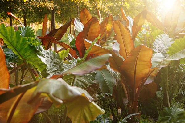 Red Abyssinian Banana Ensete Ventricosum Maurelii Planted in Public Park. Folhas de uma planta tropical nos raios do sol poente — Fotografia de Stock