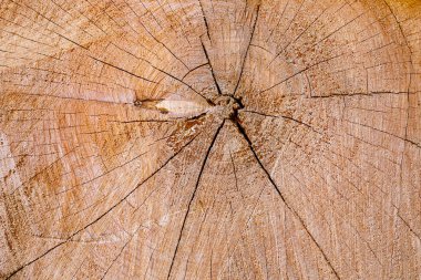 Çatallı ahşap doku ve yıllık daireler. Büyük bir ağacı kesti.