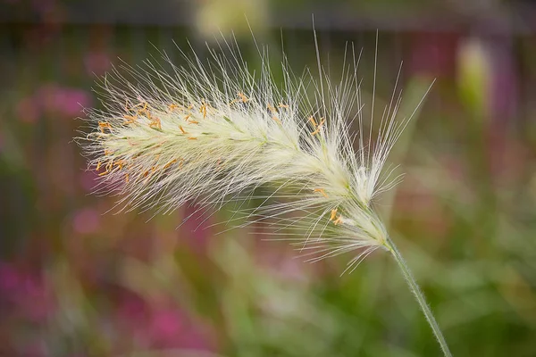 Цветочный пик пернатого пеннисетума виллозум декоративная трава Селективный фокус — стоковое фото