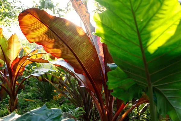 Rote abyssinische Banane ensete ventricosum maurelii, die im öffentlichen Park gepflanzt wurde. Blätter einer tropischen Pflanze im Licht der untergehenden Sonne — Stockfoto