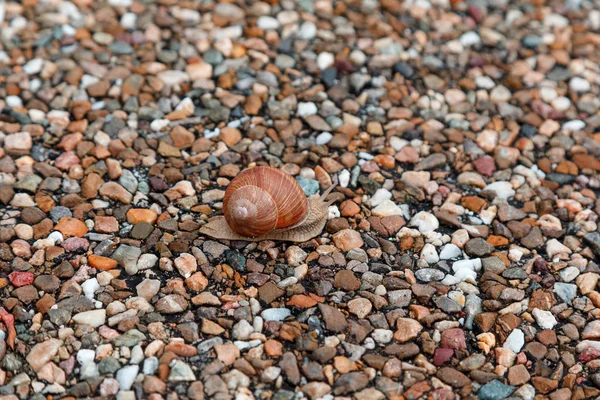 Pequeno fundo de seixo. Fundo de pedra borrada com foco no caracol. Viver em conceito inanimado — Fotografia de Stock