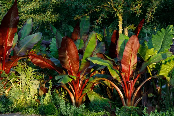 Red Abyssinian Banana Ensete Ventricosum Maurelii Plantado em Pub — Fotografia de Stock